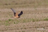 Stpphk / Pallid Harrier / Female 2k