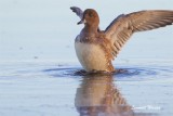 Blsand / Eurasian Wigeon