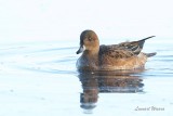 Blsand / Eurasian Wigeon