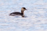 Svarthakedopping / Horned Grebe / Juv.