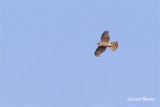 Sparvhk / Sparrow Hawk