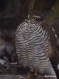 Sparvhk / Sparrow hawk / Female juv