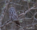 Lappuggla / Great Grey Owl