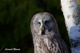 Lappuggla / Great Grey Owl