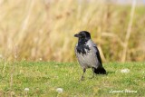 Krka / Hooded Crow