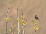 Roodborsttapuit;  European Stonechat