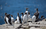 Zeekoet; Common Guillemot