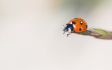 Lieveheersbeestje; Ladybird