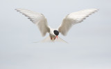 Noordse Stern; Arctic Tern