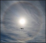 BIRD IN A SUN HALO