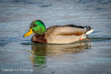 GEESE NOV 2016 D7100 0263_.jpg