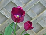 New addition to the patio tulips