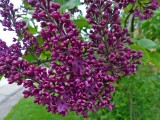 26 Apr Its Lilac time!