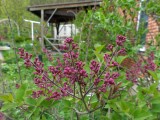 29 Apr Different lilacs