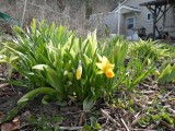 22 Apr First Jonquil / Daffodil