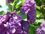 16 May Love our lilacs!