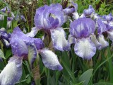 20 May Bearded Iris