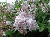 21 May Japanese lilacs