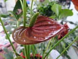 09 Aug Anthurium 