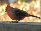 Thanksgiving Day Cardinal