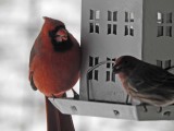 02 Jan Cardinal at a feeder