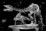 Dinosaurs: Dawn to Extinction
