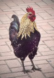 Grand Cayman Rooster