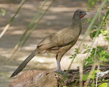 Plain Chachalaca