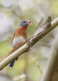 Eastern Bluebird