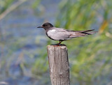 Black Tern