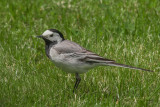 pied wagtail