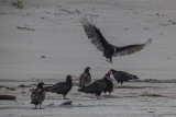 turkey vultures