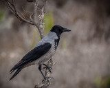 hooded crow