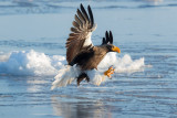 Steller Eagle - Haliaeetus pelagicus - Óriásrétisas