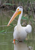 American White Pelican -  Pelecanus erythrorhynchos