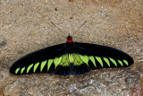 Troides (Trogonoptera) brookiana albescens (Rajah Brookes Birdwing)