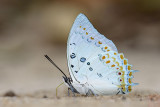Polyura delphis concha (Jeweled Nawab)