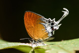Eooxylides tharis distanti (Branded Imperial)