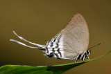 Ritra aurea volumnia (Orange Imperial)