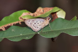 Salanoemia sala (The Multi-spotted Darter)