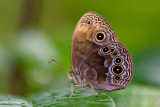Mycalesis maianeas maianeas (The Bandless Bushbrown)