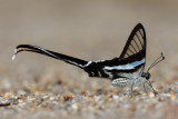 Lamproptera meges virescens(Green Dragontail)