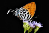 Drupadia ravindra moorei (Common Posy)