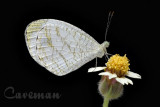 Leptosia nina malayana (Psyche)