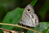 Ypthima baldus newboldi (Common Five Ring)