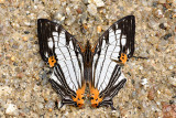 Cyrestis maenalis martini