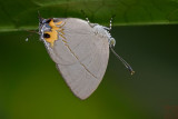 Britomartis cleoboides viga (The Azure Royal)