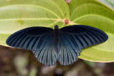 Papilio memnon memnoides(Great Mormon)