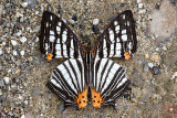 Cyrestis maenalis seminigra