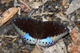 Lexias dirtea chalcedonides (Dark Archduke)